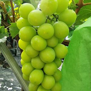 (코인할인)달콤아삭 고당도 샤인머스켓 1kg 2kg 4kg 씨없는 포도