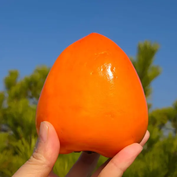 [대박코인할인] 가성비 달달한 국내산 대봉감 / 홍시 / 곶감용 5kg 10kg