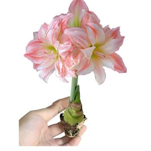 향수 Hippeastrum 전구 브래킷 재배 블록 아마릴리스 꽃 무토양 자연 식물 분재 묘목 랙 2Pcs