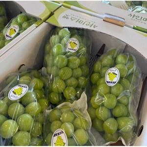 가정용 샤인머스캣 한정특가 산지직송연구소 샤인머스켓3kg5-6수 /무료배송+산지직송 신선도보장 당일배송