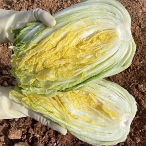 해남 땅끝 GAP인증 절임배추 20kg 김씨농가 농장 절인배추 김장배추