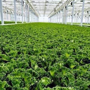 (신선집중) 유러피안 샐러드 야채 쌈채소 (무농약/GAP인증)1kg내외(3-6종랜덤)