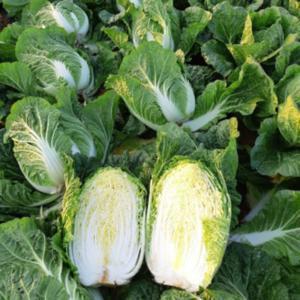 GAP인증 해남 절임배추 20kg 절인배추 해땅