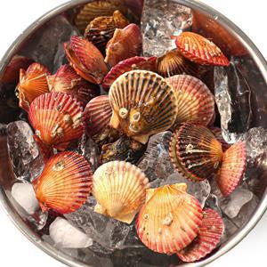 (신선집중) 국내산 통영 제철 홍가리비 가리비 3kg 70미 내외+초장증정 (2개 구매 시 1kg 추가증정)