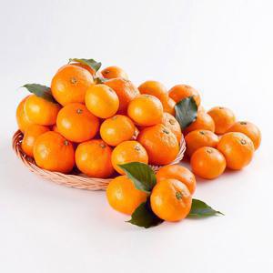 고당도 감귤 10KG 로얄과 (S) / 프리미엄