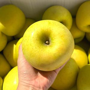 25년 햇! 아삭달콤 황금사과 시나노골드 2kg 한박스