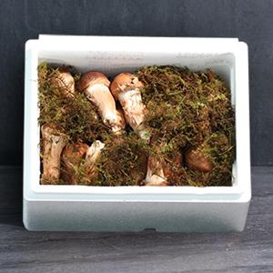 무농약 참송이버섯 특품 세트