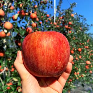 [과일꾼] 일년 중 한달 ! 맛볼 수 있는 귀한 감홍사과 2kg 7-9과