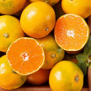 제주 노지감귤 5kg(소과/로얄과/대과)/GG