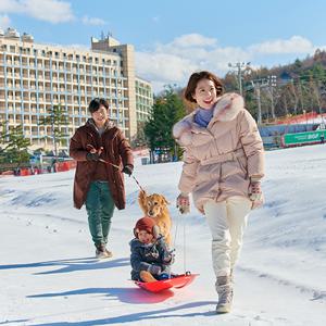 2526시즌 썰매패키지 평창 휘닉스파크 2인/3인/4인