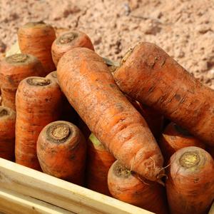 [무료배송]국내산 100% 제철 흙당근 햇당근 생당근 쥬스용