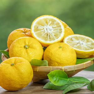 산지직송 고흥 햇 유자 중과/대과