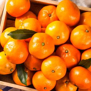 25년! 더 달콤한 제주 조생 타이벡 감귤 4.5KG 한박스