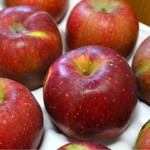 가정용 감홍사과 5kg 중과