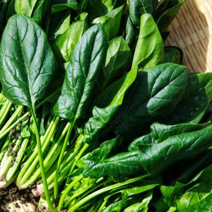 남해 해풍맞고 자란 영양채소! 보물초 남해 시금치 1KG