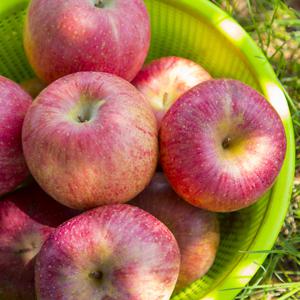 G) [못난이]경북 못난이주스용 사과 10kg 랜덤과