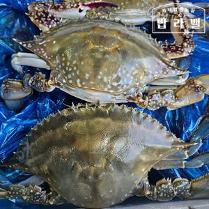 서해안 제철 활 숫꽃게 수율70% 보장판매 크기별 택 1