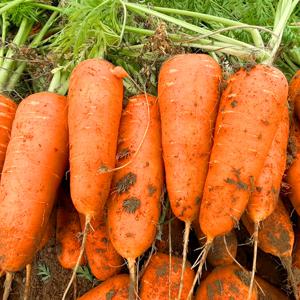 국내산 당근 3kg(왕/중/상/특)