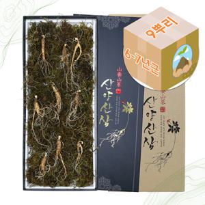 기운내삼 국산 산양산삼 산양삼 6-7년근 정품 9주