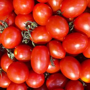 탱글탱들 대추 방울토마토 2kg (로얄과/1-3번과) 外 중량별