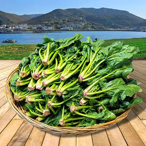 보물섬 남해 노지 시금치 1kg/2kg