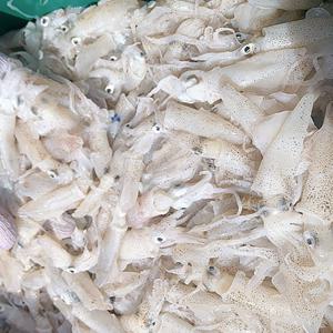 [식탁이야기] 당일조업 A급 선도 생물 호래기 꼴뚜기 회 횟감 500g