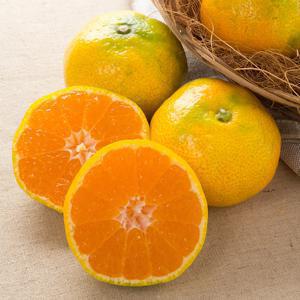 25년 첫 출하! 새콤달콤 제주 햇 조생감귤 4.5kg