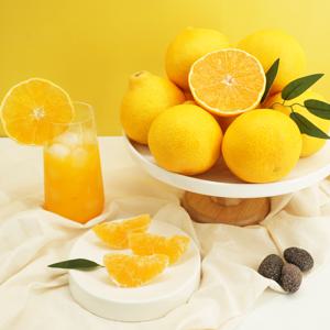 제주 산지직송 가정용 황금향 1.5kg/2.5kg/4.5kg 외 선물세트