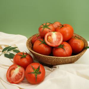 탱글탱글 빨간 찰토마토 1/2/3/5/10kg