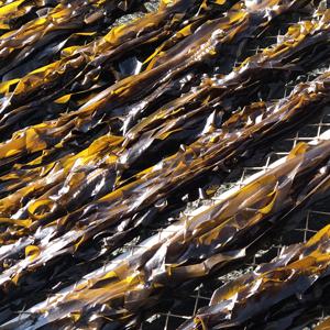 반달바닿 자연산 간절곶 미역 150g