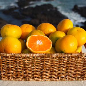 제주 3대농가 조생 감귤 대과 9kg