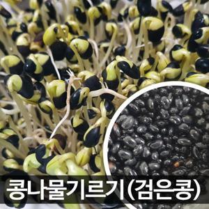 콩나물콩 1kg 서목태 가정에서 키우기 잡곡밥용 가능 24년 11월 수확 햇콩