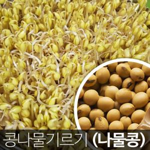 노란콩 콩나물콩 1kg 집에서 키우기 방금수학 24년 진도산 햇콩