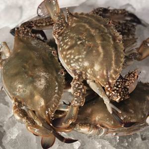 (신선집중) 국내산 제철 꽃게 활 암수혼합꽃게 1kg(3~5미내외) / 2건 이상 구매 시 건당 3000원 할인