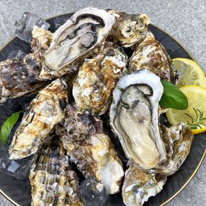 (신선집중) 국내 남해안 자연산 제철 석화 각굴 5kg / 당일 채취 후 발송