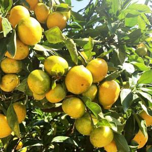 가정용 노지감귤 밀감 제주 산지직송 극조생 조생 노지감귤 10kg /29일까지 특별할인+무료배송