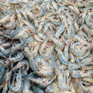 초특가 국내산 제철 활새우 흰다리새우 산지직송 (200g/500g/1kg)