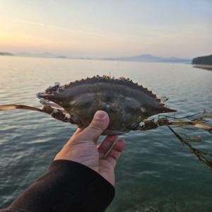 국내산 제철 꽃게 1kg(2-5미) 활 꽃게 암+수 혼합 가을꽃게 찜 탕 게장 라면 캠핑 연말 파티