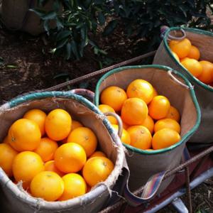 (최저가) 새콤달콤 제주 노지 감귤 로얄과 5kg (2S-S)