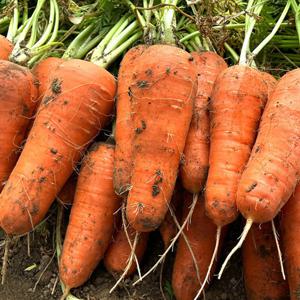 국내산 산지수확 햇당근 흙당근  (경남강원혼합) / 10kg (쥬스/즙용) 못난이 / 10kg (요리용) 중 상 특