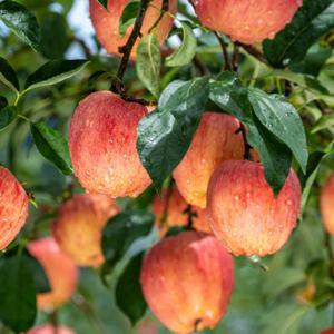 경북 부사사과 빨간 홍로사과 가정용 꿀 햇 사과 3kg // 빨간사과(홍로 아리수 홍옥 양광 혼합) / 가정용
