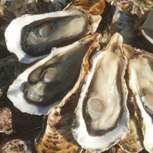 석화 석화구이 석화굴 5kg (남해청정바다 통영여수) / 횟감가능 하나 장하신분 익혀드세요