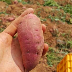 해남 고구마 호박고구마 꿀고구마 베니하루카 산지직송 3kg  최저가 행사 / 25년 수확 햇고구마 발송