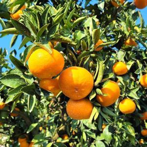 과일삼춘 서귀포 강정농장 새콤달콤 조생 귤 주스용 특대(2L 이상) 10kg 농가협업 최저가 도전