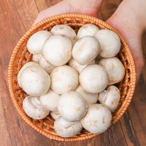 양송이버섯 양송이 파지 2kg B품