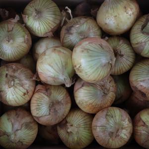 식명관 무안 햇양파 3kg 사이즈 소 짱아찌용 1box 25년 국내산 단단한 무안 양파 꼼꼼선별 3kg