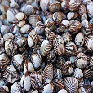 꼬막 벌교 새꼬막 남도 산지직송  2kg 상 사이즈 (190미 내외) 3kg (소~대) 한정특가