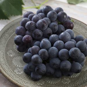 꿀당도 달콤한과육 국내산 거봉 포도 BK시들리스 2kg(3-4수)