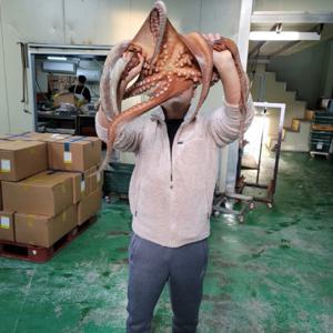 대왕 돌문어 2kg 제수용 최상급 국내산 당일조업 특대 1마리 큰문어 남해 여수 통영