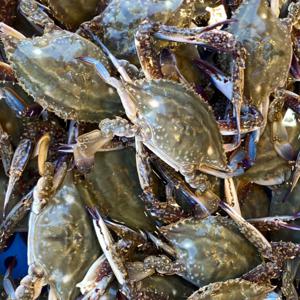 당일조업 태안 빙장 활 숫꽃게 3kg 제철 꽃게